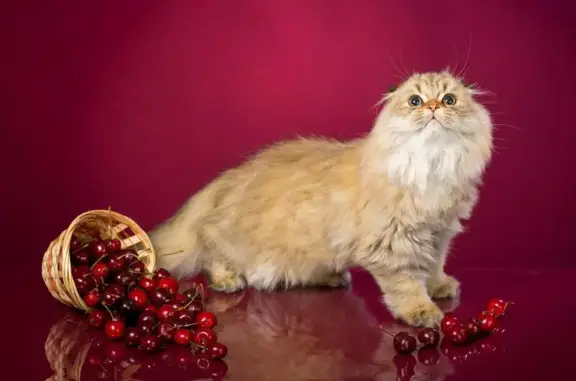 Питомник шотландских кошек Snow Dance