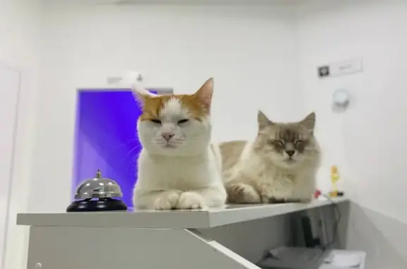 Ветеринарная клиника KIS.VET в Дмитрове