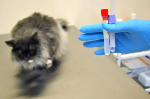 ЛетсВет, ветеринарная клиника