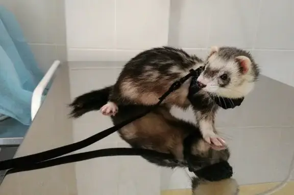 Ветеринарная клиника Цап лап на улице Горького в Туапсе