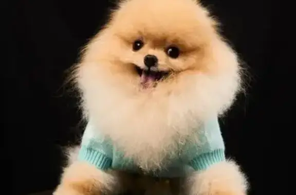 Груминг-салон Dennis Friends