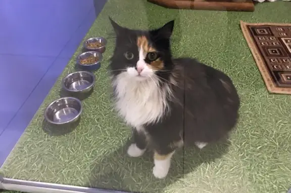 Гостиница для животных Муррляндия