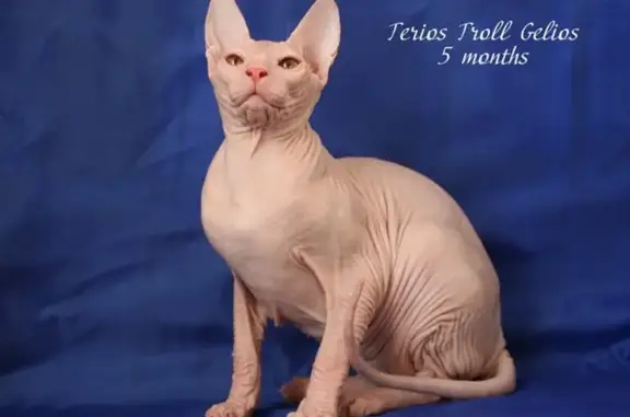 Клуб любителей кошек Котомир