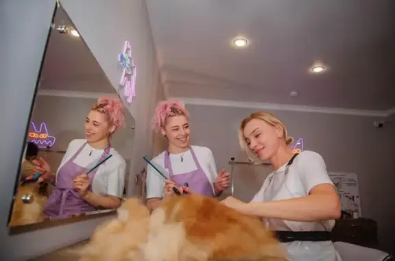 Груминг салон ELVIS на улице Гостенская