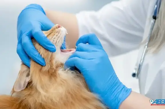 Розовый слон, ветеринарная клиника