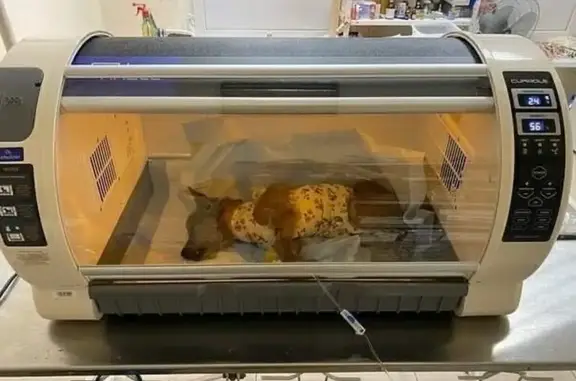 Ветеринарная клиника Право на жизнь на улице Генерала Раевского