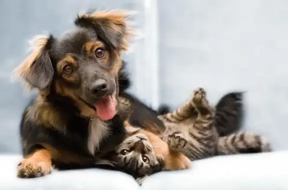 ЛенВет, ветеринарный центр