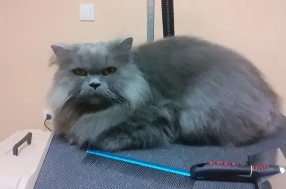 Салон стрижки животных Анабель на Магазейной улице, 66 в Пушкине