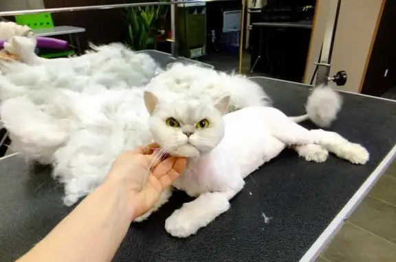 Гостиница для кошек Мистер КОТиК на улице Станиславского, 156