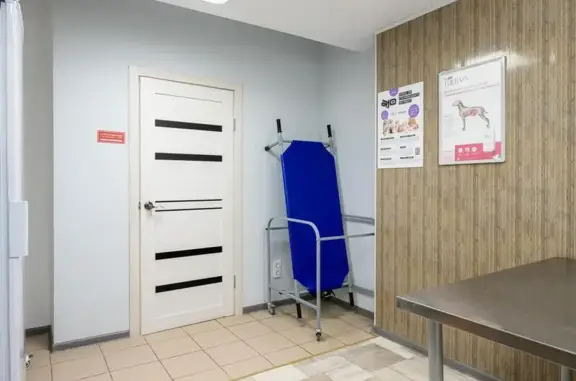 Ветеринарная клиника 4 движения одной лапы кота