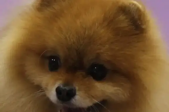 Груминг-салон Дай лапу!