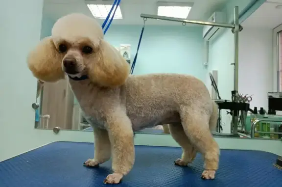 Зоосалон Белый пудель
