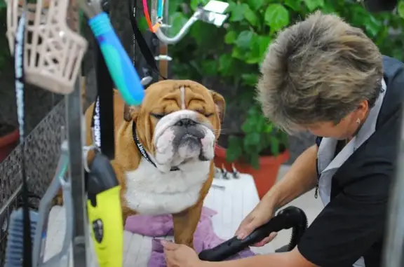 Ветеринарный центр AFF-VET на метро Василеостровская