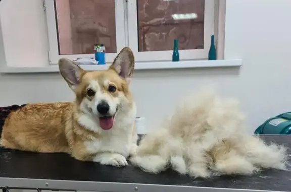 Зоосалон Pet master