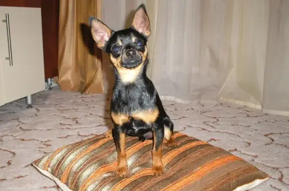 Питомник собак породы той-терьер Гранд Тандем на улице Ленсовета, 80