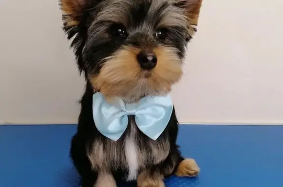 Груминг-салон Муси Пуси