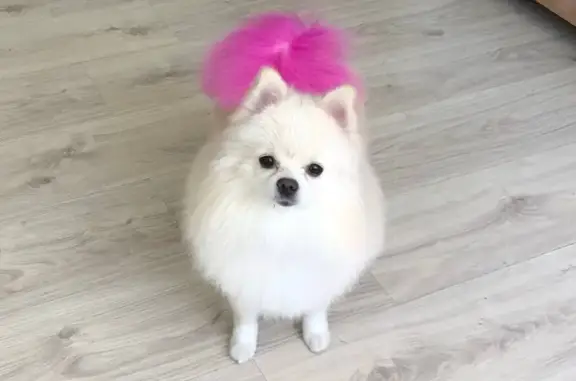 Груминг-салон Каштанка