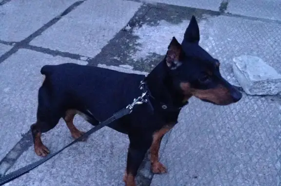 Верные друзья, ветеринарный центр