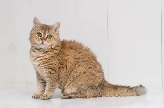 Центр ветеринарной генетики ЗООГЕН на Зеленогорской улице