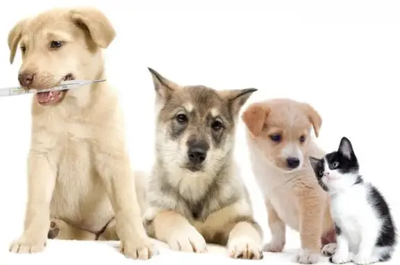 Клиника Доктор Vet на проспекте Энтузиастов