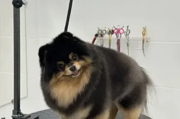 Зоосалон merle groom