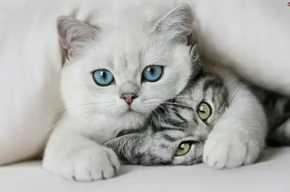 Аксис, ветеринарный центр