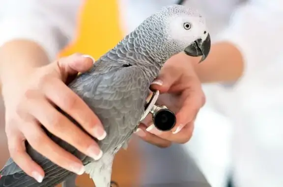 Ветеринарный центр Шерхан в Кировском районе