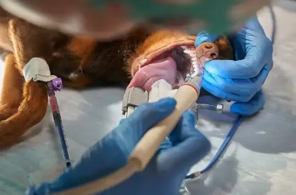 Белый Буль, ветеринарная клиника