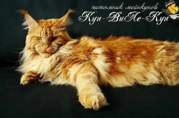 Питомник кошек породы мейн-кун Кун-виле-кун