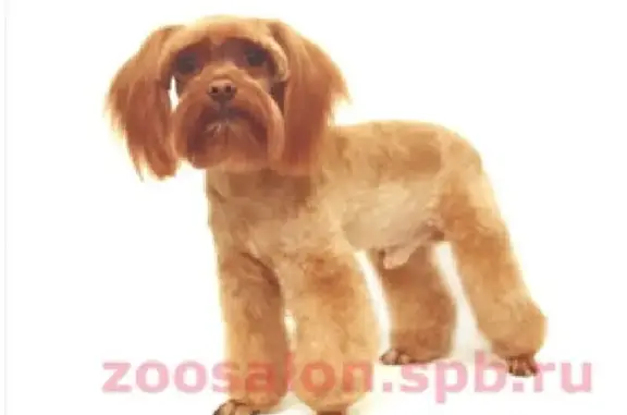 ЗооСалон MasterGroom в Дегтярном переулке