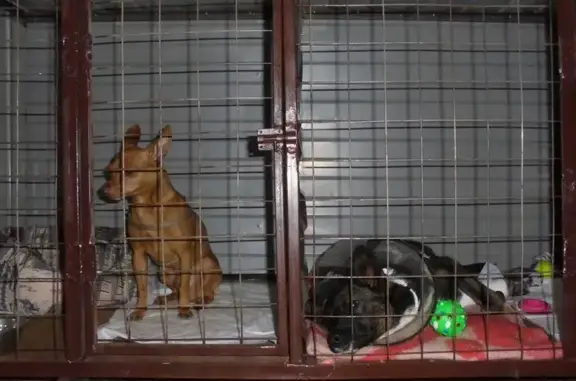 Приют для животных Альма на Новосибирской улице