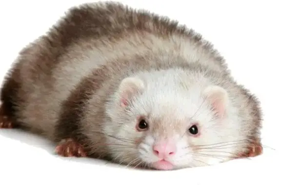 Animals-vet, ветеринарный центр