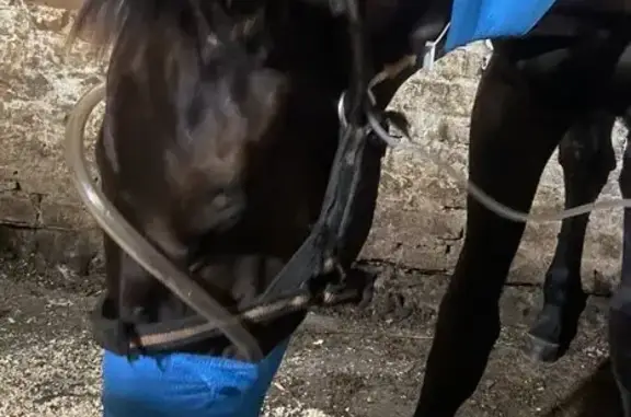 Ветеринарная клиника Кот и пёс на проспекте Ленина