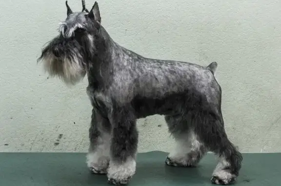 Салон по уходу за животными Арто на проспекте Испытателей