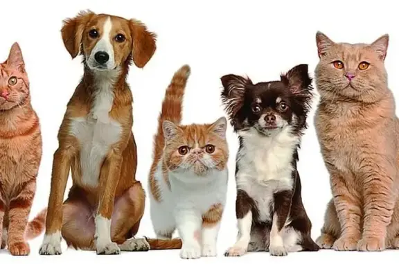 ZabVet, ветеринарный центр