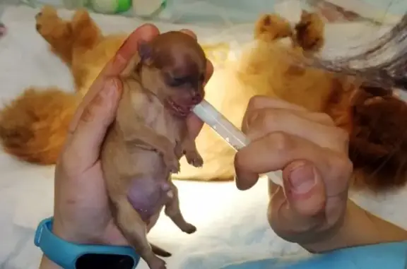 Веста, ветеринарная клиника