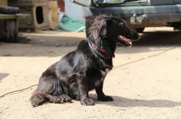 Славянское, ветеринарная клиника