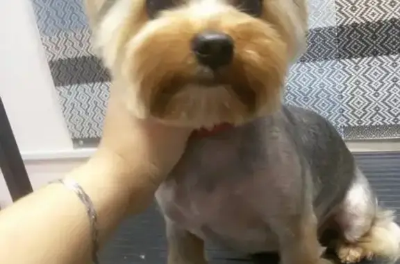 Салон по стрижке собак Шерри на Советской улице, 44