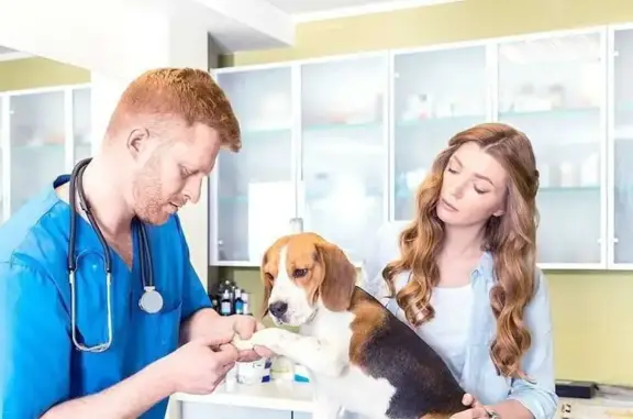 Zoomir, выездная ветеринарная клиника