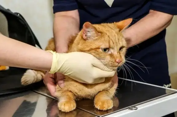 Ветеринарная клиника Атлантвет