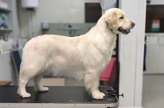 Салон бережного груминга Сладкий Хвост