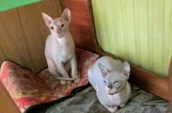 Питомник кошек Enigma Of The Pharaon