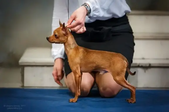 Питомник собак породы русский той Ярославская матрёшка