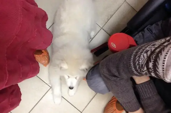 Амикус, ветеринарная клиника