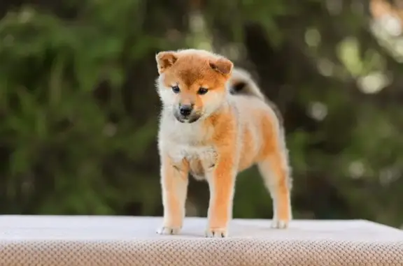 Питомник собак сиба Дайсэйко