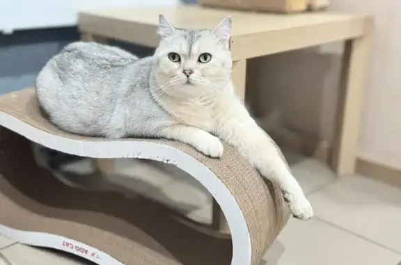 Гостиница для кошек МяуМяу на метро Митино