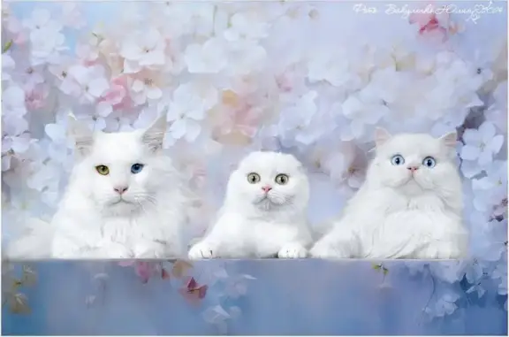 Питомник шотландских кошек Котик Лексус в Геленджике