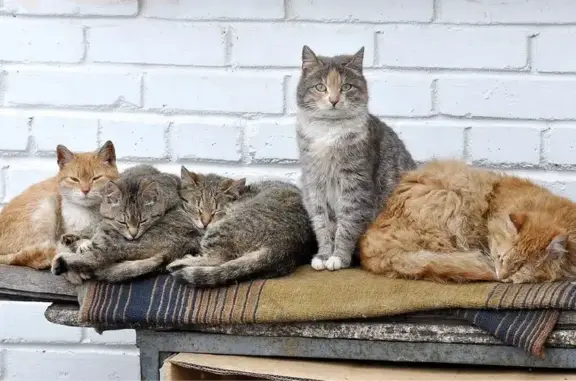 Альмавет, ветеринарный центр