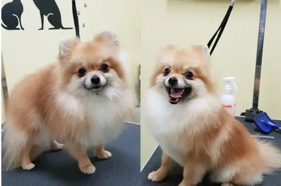 Зоосалон Милли