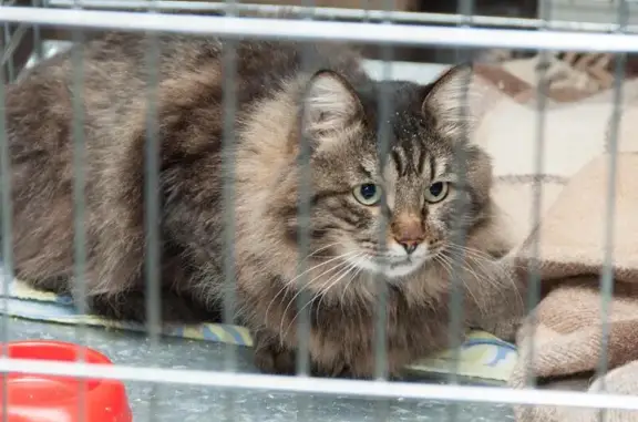 Бэмби, ветеринарная клиника интенсивной терапии